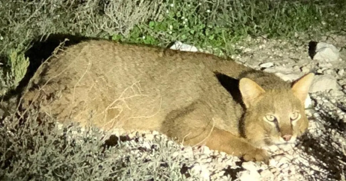 nesli tukenmekte olan saz kedisi