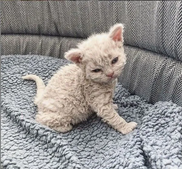 Dokunmak istememeniz imkansız! İşte dünyanın en nadir kedi türlerinden