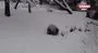 ABD’de karla tanışan panda doyasıya eğlendi | Video