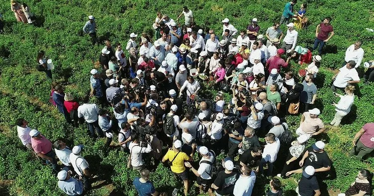 Uluslararası Gaziantep Gastronomi Festivali  biber hasadı ile başladı