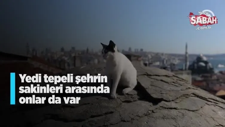 İstanbul'un sokak kedileri