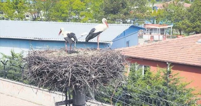 Direği sökmeyin leylekler var