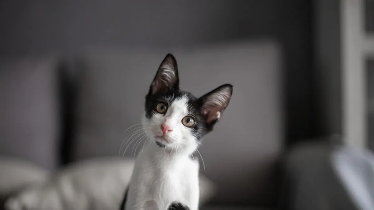 Kedinizin sizi koruduğunu gösteren 5 önemli işaret!