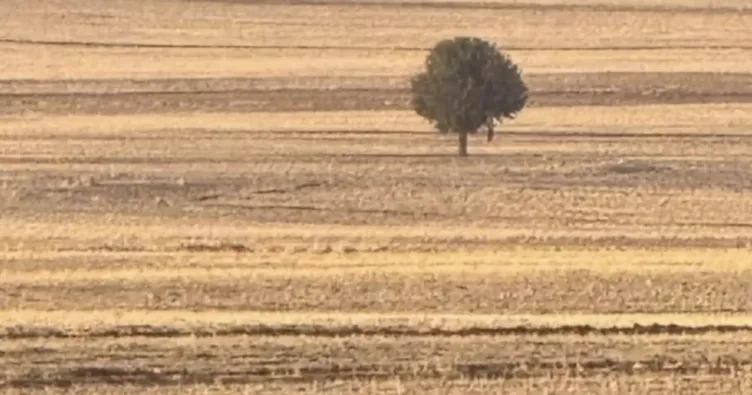 Silopi’de korkunç olay: Ağaca asılı halde bulundu!