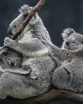 Avustralya’da helikopterle yapılan koala itlafı tepki çekti: Yüzlerce yavru annesiz kaldı