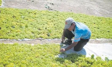 Sam rüzgarı bağları vurdu