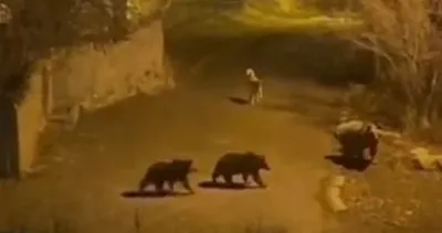 Tunceli Pülümür’de ayı alarmı!