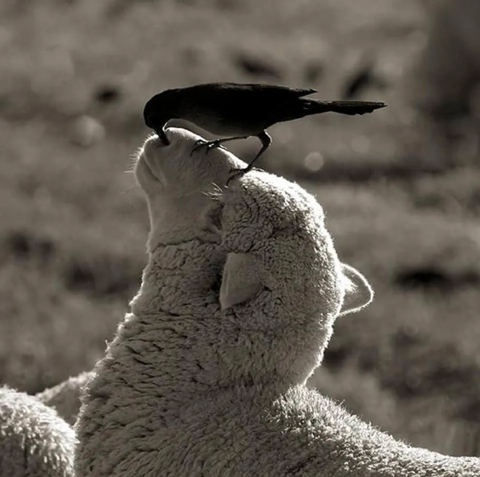 ягненок птиц. ягненок птиц. ягненок. лошадь и овца. молодой баран.