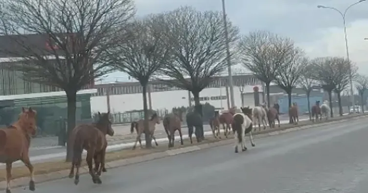 Yılkı atları şehre indi