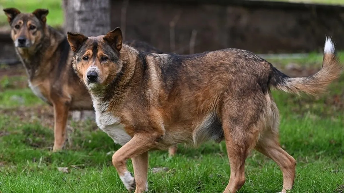 New York'ta iki köpeğin saldırdığı bebek öldü