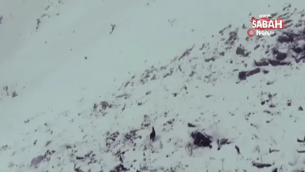 Erzurum'da karla kaplı dağda çengel boynuzlu dağ keçisinin drone ile imtihanı böyle görüntülendi