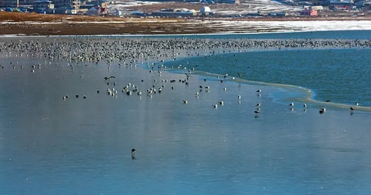Van’ın Sıhke Gölü buz tuttuDonan gölde kuşlar aç kaldı