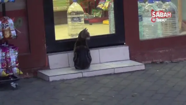 Soğuk havada yürek ısıtan görüntü. Marketin önünde bekleyen kediye süt getirdi | Video