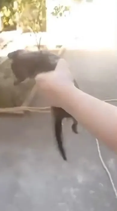 Son dakika… Manisa’da yavru kedileri işkenceyle öldürmüştü: O cani hakkında karar verildi!