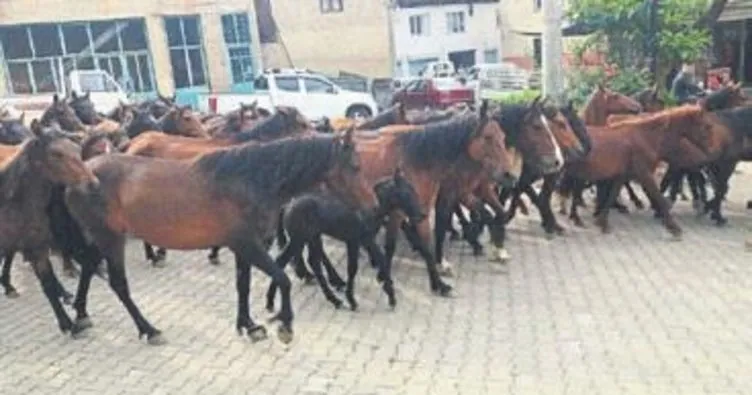 Ödemiş’te başıboş atları toplandılar