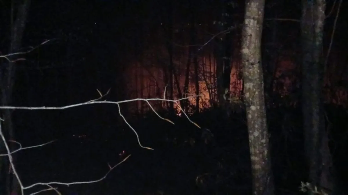 Sakarya'da ormanlık alanda yangın! 6 dönüm arazi zarar gördü Sakarya'da ormanlık alanda yangın! 6 dönüm arazi zarar gördü