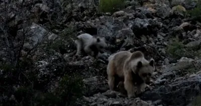 Tunceli’de anne ve sevimli yavru boz ayılar görüntülendi