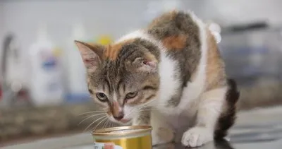 Ayağı ve kulağı kopan ‘Amazon’ kediye Erdemli Belediyesi sahip çıktı