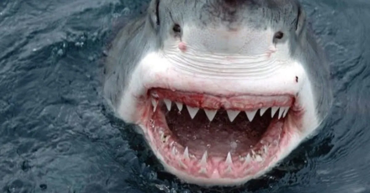 Kopek Baligi Saldirisi Filminin Oyuncu Kadrosunda Kimler Var Kopek Baligi Saldirisi Filminin Konusu Nedir Medya Haberleri Kopek Baligi Saldirisi Filminin Oyuncu Kadrosunda Kimler Var Kopek Baligi Saldirisi Filminin Konusu Nedir Medya Haberleri