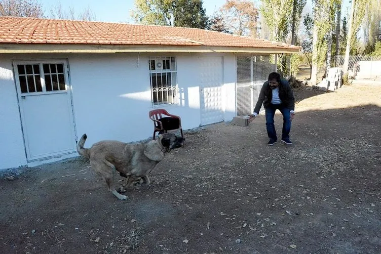 150 yıllık secereli ’Panter Kangal’ ırkını Uşak’ta yetiştiriyor