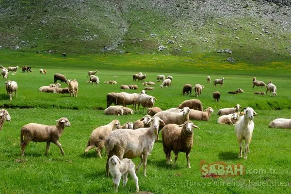 İstanbul'a çok yakın! Kocaeli'de mutlaka görülmesi gereken yerler
