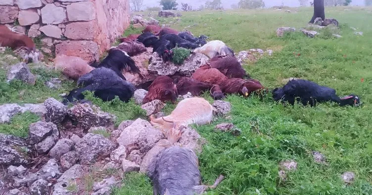 Şırnak’ta yıldırım faciası: 31 keçi telef oldu