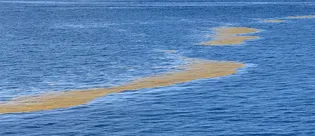 Atlantik’te kıta büyüklüğünde kahverengi şerit: Bilim insanları kırmızı alarm diyor