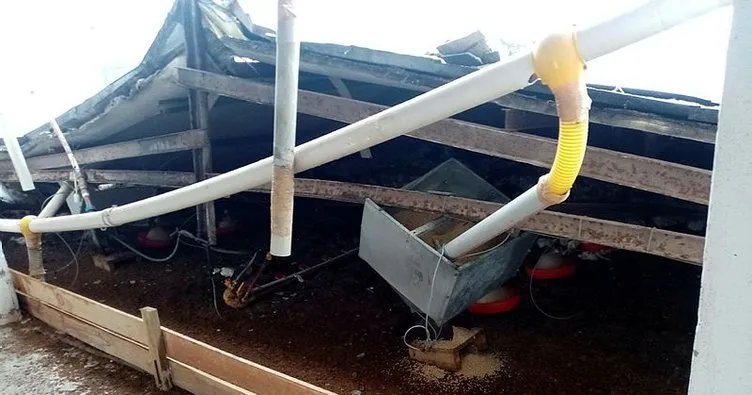 Düzce’de çatısı kardan çöken çiftlikte 27 bin tavuk telef oldu