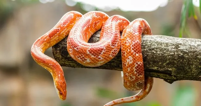 Rüyada kırmızı yılan görmek ne anlama gelir? Rüyada kırmızı benekli