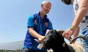 Cumhurbaşkanı Erdoğan'ın bağışladığı kurbanlık 2 koç Konya'da kesildi #konya