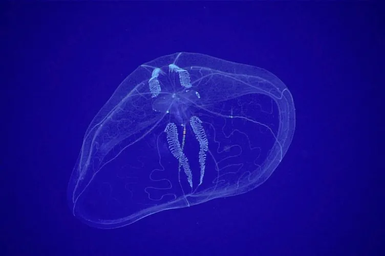 Gözlerinize inanamayacaksınız! Derin denizlerdeki ilginç canlılar böyle görüntülendi