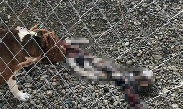 Çanakkale’de barınakta ikinci vahşet! Hayvanlar taşınırken araçta birbirini parçaladı! Görevden alındılar...