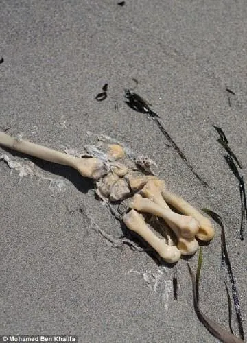 Libya’da yüzlerce ceset sahile vurdu!