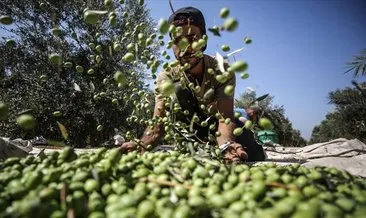 Antep fıstığı tamam! Sıra zeytinde