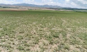 Yozgat’ta 11 bin dekarlık tarım arazisini dolu vurdu