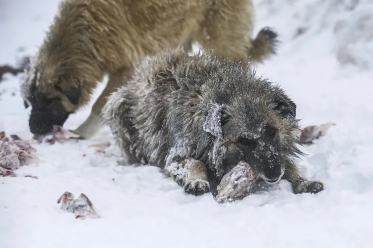 Kar altında mahsur kalan köpekleri AKUT kurtardı