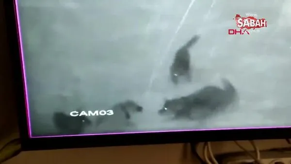Sivas'ta kurt sürüsünü durdurmaya çalışan Kangal köpeğinin yürekleri yakan feci sonu kamerada | Video