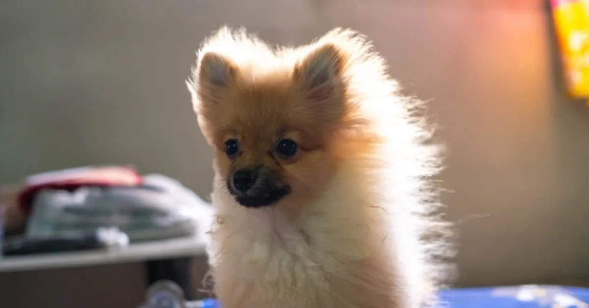 Pomeranian boo bakımı nasıl yapılır? Pomeranian boo köpek özellikleri -