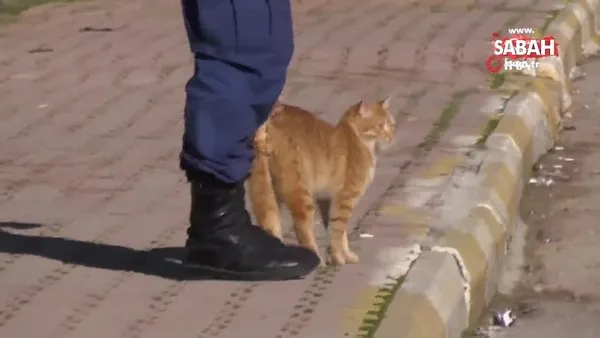 Sevimli sokak kedisi denetim yapan jandarmanın yanından ayrılmadı