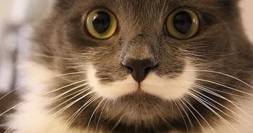 Hayvanların sevimli halleri