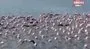 Flamingoların muhteşem kış dansı | Video
