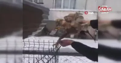 Bolu’da hayvansever vatandaş kurtardığı şahinin pençeleriyle böyle yaralandı | Video