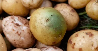 Patatesin yeşil kısmını kesmek yeterli mi? Yanıtı sanıldığından önemli