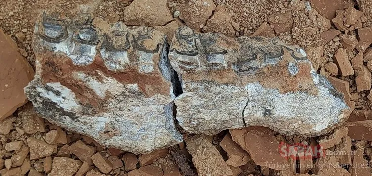 Denizli’de 9 milyon öncesine tarihlenen karıncayiyen ve fil fosilleri bulundu