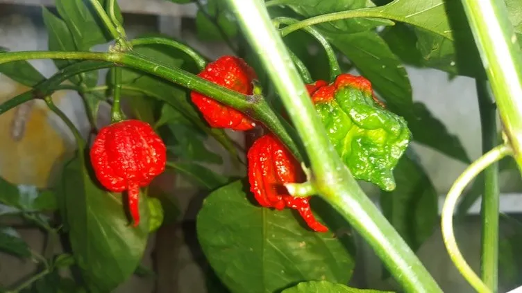 Dünyanın en acı biberi! Yiyenin nefesini kesiyor: Fakat hayatınızı değiştirecek öyle bir faydası var ki...