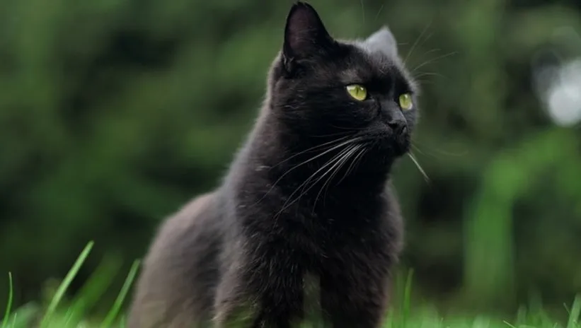 Uğursuzluktan sevimliliğe uzanan yolculuk! Batıl inancın kurbanı kara kediler...