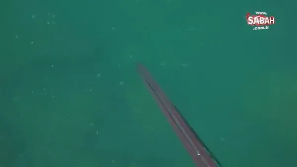 Körfez'de dev orkinos görüldü | Video