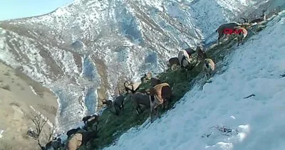 Tunceli’de bırakılan yemleri yiyen yaban keçileri fotokapanla böyle görüntülendi