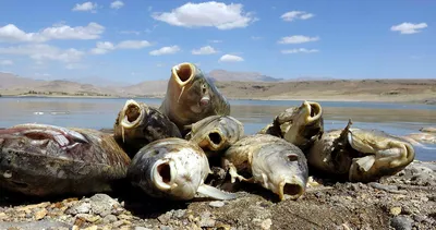 Koçköprü Baraj Gölü’nde korkunç manzara! Alg ve plankton patlaması...