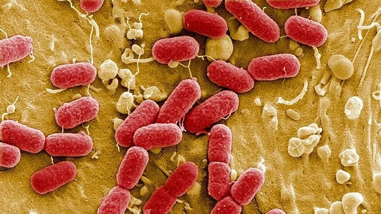 ABD’de et yiyen bakteri alarmı! 65 vaka, 11 ölüm